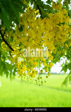 Moltiplicare o Ratchaphruek fiori (Dok koon) in Thailandia di solito fiorisce in estate con pioggia Foto Stock