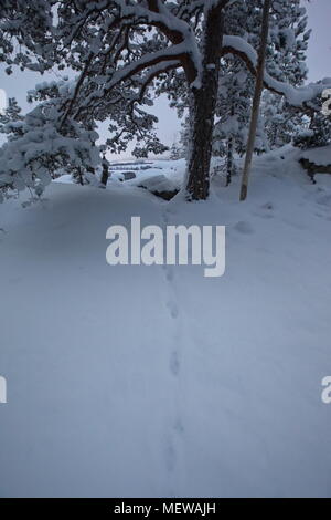 Una volpe via conduce attraverso un innevato foresta al tramonto. Foto Stock