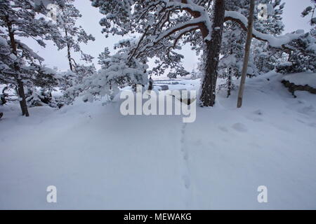 Una volpe via conduce attraverso un innevato foresta al tramonto. Foto Stock