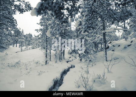 Una stretta via conduce attraverso un innevato foresta al tramonto. Foto Stock