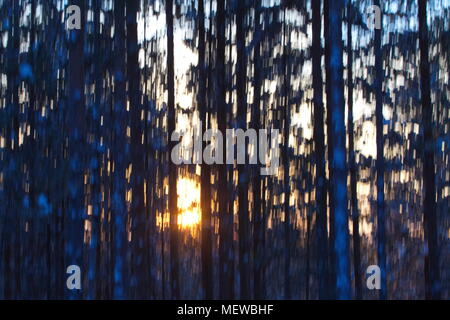 Il sole che brilla attraverso i tronchi di neve coperto da alberi di pino. Sfocata. Foto Stock