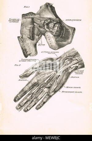 Anatomia Umana, mano e dell'anca, secolo XIX illustrazione Foto Stock