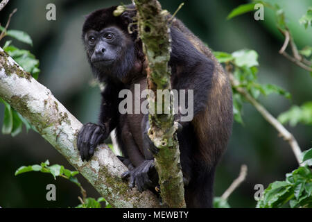 Una scimmia Golden Mulled Howler (Alouatta palliata palliata) osserva l'ambiente. Foto Stock