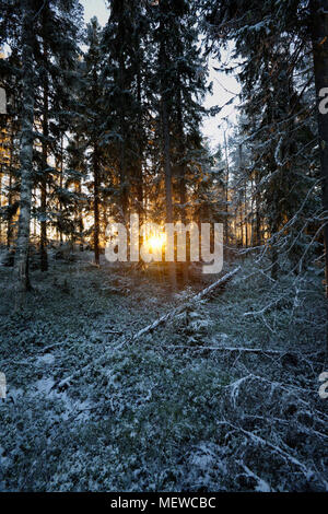 La bassa inverno il sole splende attraverso il gelo coperti di alberi in una foresta invernale. Foto Stock