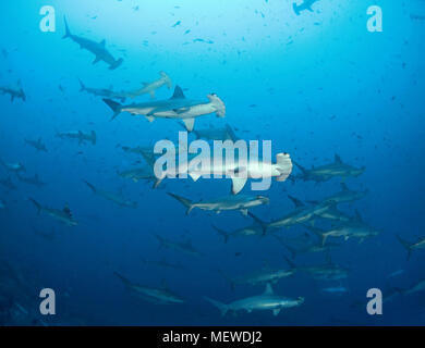 Bogenstirn-Hammerhai (Sphyrna lewini), Schwarm, Cocos Island, Costa Rica | dentellata (a testa di martello Sphyrna lewini), scolarizzazione, Cocos Island, Costa Rica Foto Stock