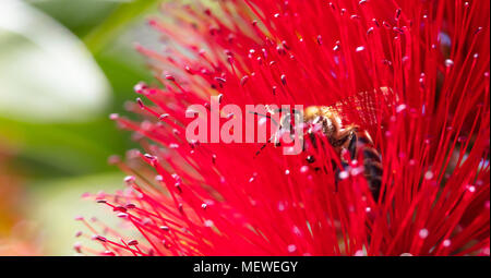 La primavera. Close-up di miele delle api di impollinazione rosso brillante fiore, callistemon, sfocatura dello sfondo. Foto Stock