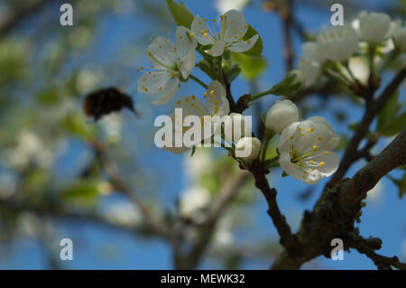 Le api di volare intorno fiori bianchi li impollinatori Foto Stock