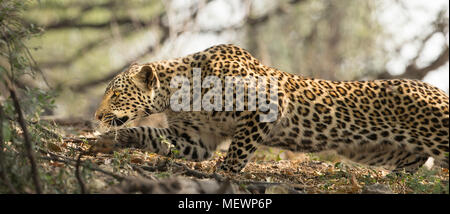 Leopard (Panthera pardus) stalking un impala Foto Stock