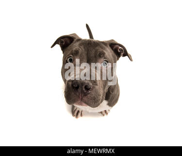 Funny american bully cucciolo con gli occhi blu cercando visto su sfondo bianco Foto Stock