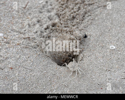 Ghost trasparente o granchio di sabbia con colore pallido corpo è nella parte anteriore della sua tana o foro con sfere di sedimenti o pellet realizzato da sabbia Foto Stock