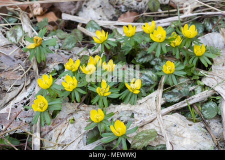 Kleiner Winterling, Winterling, Winterlinge, Eranthis hyemalis, Aconitum invernale, hellébore d'hiver, éranthe d'hiver Foto Stock