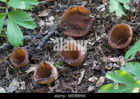 Gemeine Anemonenbecherling, Anemonenbecherling, Anemonen-Becherling, Sklerotienbecherling, Sklerotien-Becherling, Dumontinia tuberosa, Sclerotinia vasca Foto Stock