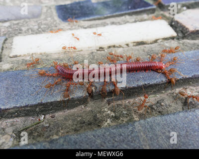 Gruppo di formiche rosse di mangiare morti millepiedi sulla scarpata di piastrelle e di sfondo concrete show business i concetti di lavoro di squadra, Regno e la legge della natura Foto Stock