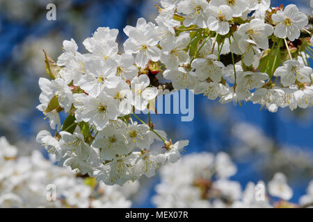 Splendida fioritura degli alberi da frutto. Rigogliosa pianta rami in primavera calda luminosa giornata di sole. Gara bianco fiori sfondo. Foto Stock