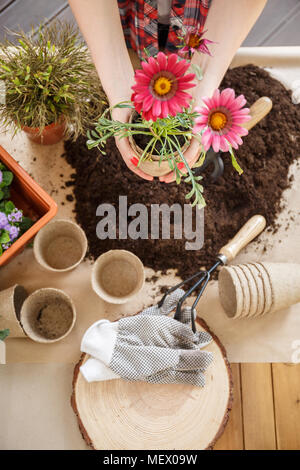 Elevato angolo di persona in possesso di fiori di colore rosa a tavola con i guanti e pentole Foto Stock