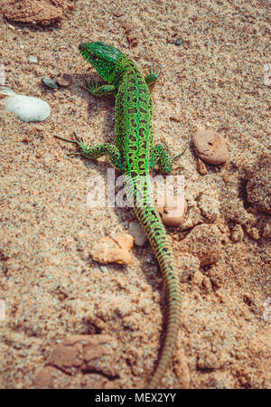 Green Sand lizard Lacerta agilis sulla sabbia Foto Stock