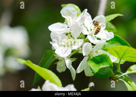 Close-up di un bianco sbocciato ramo di albero con un'ape in piedi su un fiore Foto Stock