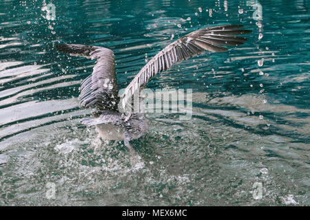 Grande acqua grigio bianco bird diffondere le sue ali con spruzzi si tuffa nell'acqua Foto Stock