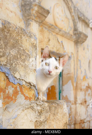 Carino gattino bianco con tricolore tabby patch, in appoggio sui gradini davanti di una vecchia casa abbandonata su un isola greca, Dodecaneso, Grecia Foto Stock