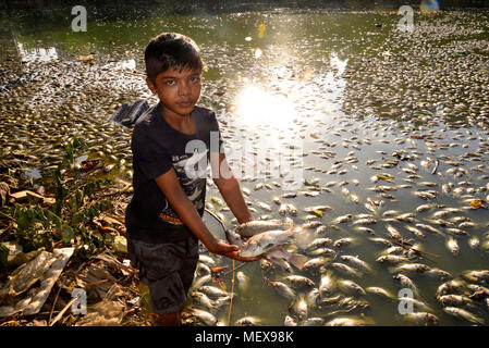 Un ragazzo raccoglie i pesci morti nel lago Uttara nella città di Dhaka, Bangladesh, il 11 novembre 2017. Inquinamenti chimici o anomala variazione nel pH (potenti Foto Stock