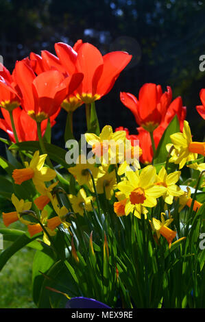 Un mazzetto di luminoso rosso scarlatto Tulipa (orientale) bellezza tulipani visualizzato con Jetfire in miniatura narcisi in un paese di lingua inglese giardino, England, Regno Unito Foto Stock