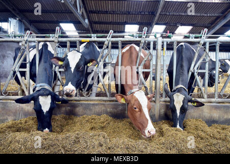 Le mucche in stalla è munto da un robot Foto Stock