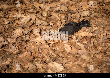Uccello morto giacente in morti di foglie di quercia. Merlo, Turdus merula, giacente in marrone lascia sul terreno. Foto Stock