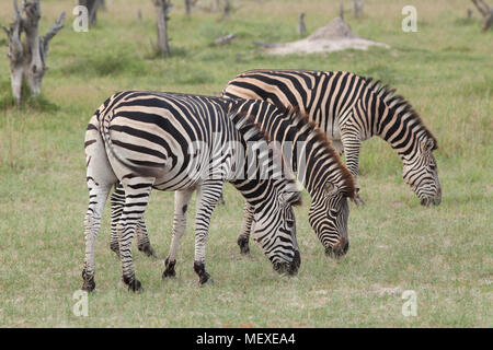 La Burchell, comune o pianure Zebra (Equus quagga burchellii). Tre animali al pascolo. Okavango Delta. Il Botswana. L'Africa. Gennaio. Foto Stock