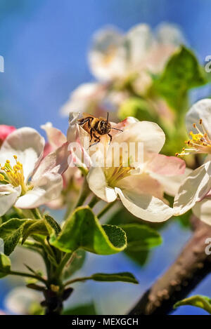 Close-up di un miele delle api, le api per raccogliere il polline da un albero di Apple Blossom. Foto Stock