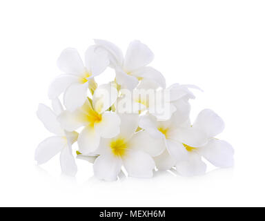 Fiori tropicali frangipani (plumeria) Foto Stock