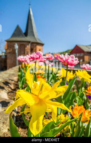 Fioritura precoce doppio tulipani davanti og Schlaghaus nel centro storico della città di Büdingen, Hesse, Germania, Europa Foto Stock