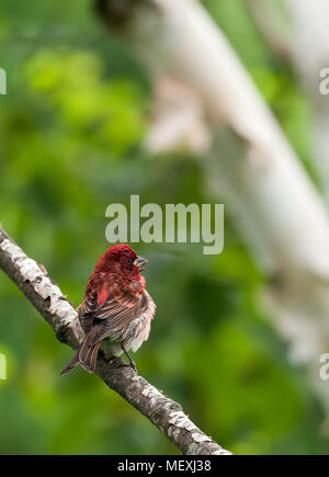 Un adulto, maschio viola Finch, Haemorhous purpureus, appollaiato su un ramo di un albero di frusta bianco nel New Hampshire, Stati Uniti d'America. Foto Stock