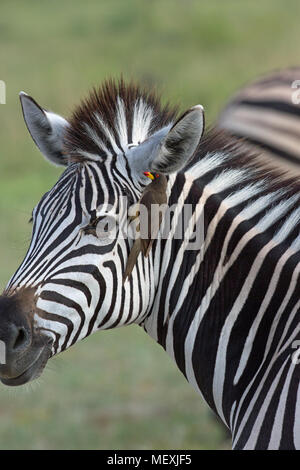 La Burchell Zebra (Equus burchelli). Con il rosso-fatturati Oxpecker (Buphagus erythorhynchus), allegate alla ricerca di parassiti esterni sotto forma di zecche e Foto Stock