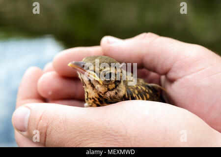 Poco annidata rondini di fiume (Swift), un uomo tiene nelle sue mani. Foto Stock
