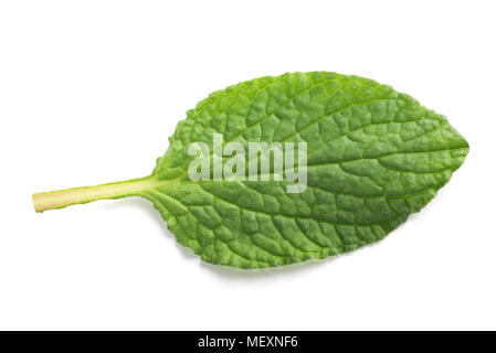 Foglia di borragine (borragine officinalis) isolato su sfondo bianco Foto Stock