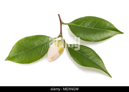 Camelia ramo con foglie e bud isolato su bianco Foto Stock