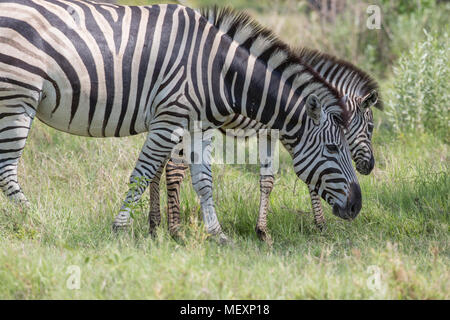 La Burchell, comune o pianure Zebra (Equus quagga burchellii). Mare e puledro. Il pascolo. Puledro in età di inizio per prendere cibo solido, lo svezzamento. Okavang Foto Stock