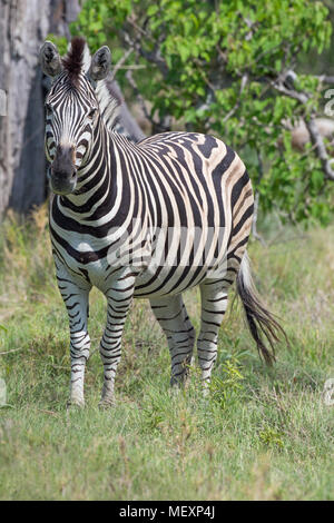 La Burchell, comune o pianure Zebra (Equus quagga burchellii). Okavango Delta. Il Botswana. L'Africa. Gennaio. Foto Stock