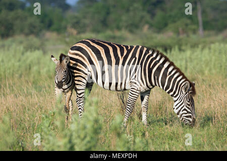 La Burchell, comune o pianure Zebra (Equus quagga burchellii). Mare e puledro. Il pascolo. Okavango Delta. Il Botswana. L'Africa. Gennaio. Foto Stock