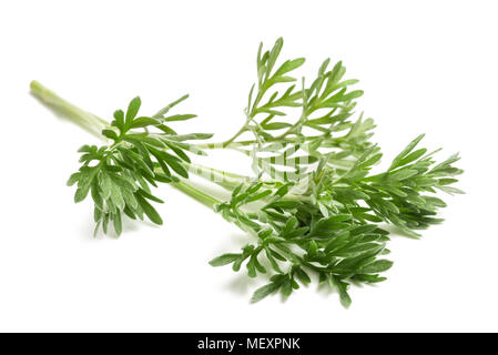 Assenzio (Artemisia absinthium) ciuffo isolato su bianco Foto Stock