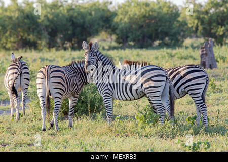 La Burchell, comune o pianure Zebra (Equus quagga burchellii). Stallone e tre mares. La mattina presto la luce. Okavango Delta. Il Botswana. L'Africa. Gennaio Foto Stock