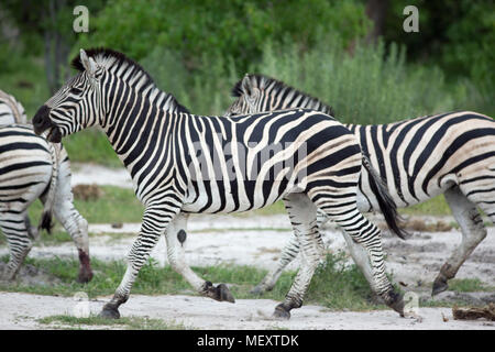 La Burchell, pianure o comuni o zebra (Equus quagga burchellii). Correndo insieme. Un animale la sovrapposizione di altri in movimento, effettua la selezione di un ind Foto Stock