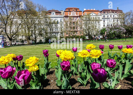 Case residenziali in piazza Namesti Miru, Praga Vinohrady Repubblica Ceca Praga fiori in un'aiuola Foto Stock
