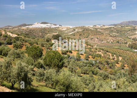 Tipico paesaggio andaluso con oliveti e bianco città di Olvera, la provincia di Cadiz Cadice, Andalusia, Spagna, Europa Foto Stock