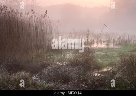 Alba sopra la palude, bagnato, acqua, verde erba lunga, la luce rossa, nebbia Foto Stock