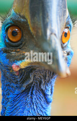 Close-up verticale di uccelli casuario Foto Stock