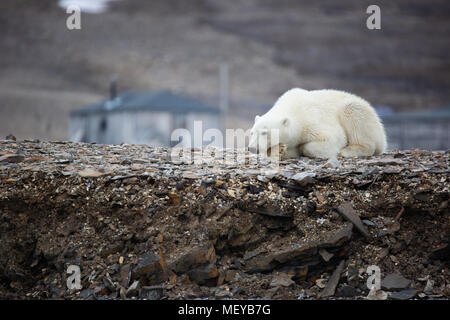Orso polare sul terreno vicino a una stazione di ricerca, Spitsbergen, Norwey Svalbard Foto Stock