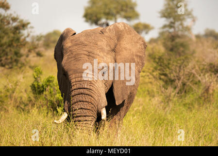 Giovane elefante bull alimentazione su erba lunga Foto Stock