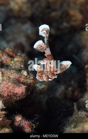 I capretti harlequin sweetlips (Plectorhinchus chaetodonoides). La foto è stata scattata nella banda mare, Ambon, Papua occidentale, in Indonesia Foto Stock