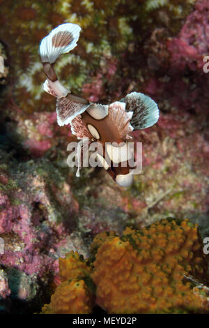 I capretti harlequin sweetlips (Plectorhinchus chaetodonoides). La foto è stata scattata nella banda mare, Ambon, Papua occidentale, in Indonesia Foto Stock